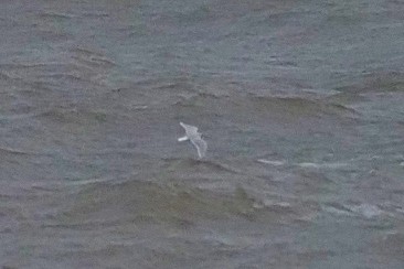 Little Gull - ML645650419