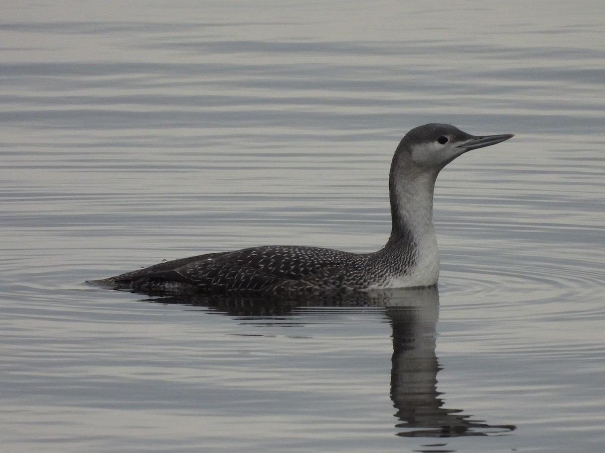 Red-throated Loon - ML645650428