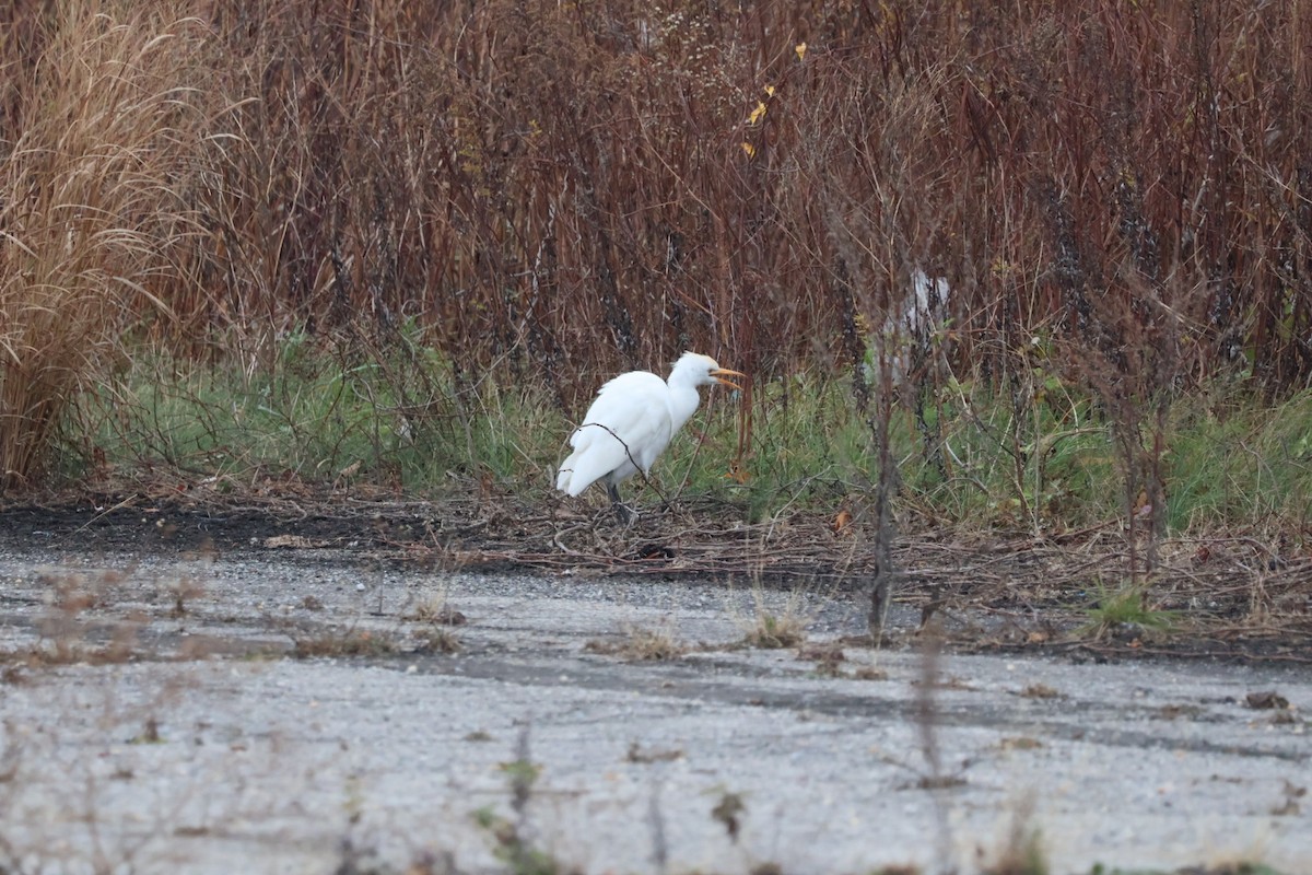 volavka rusohlavá - ML645650429