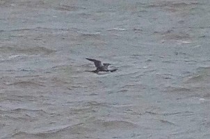 Common Loon - ML645650433