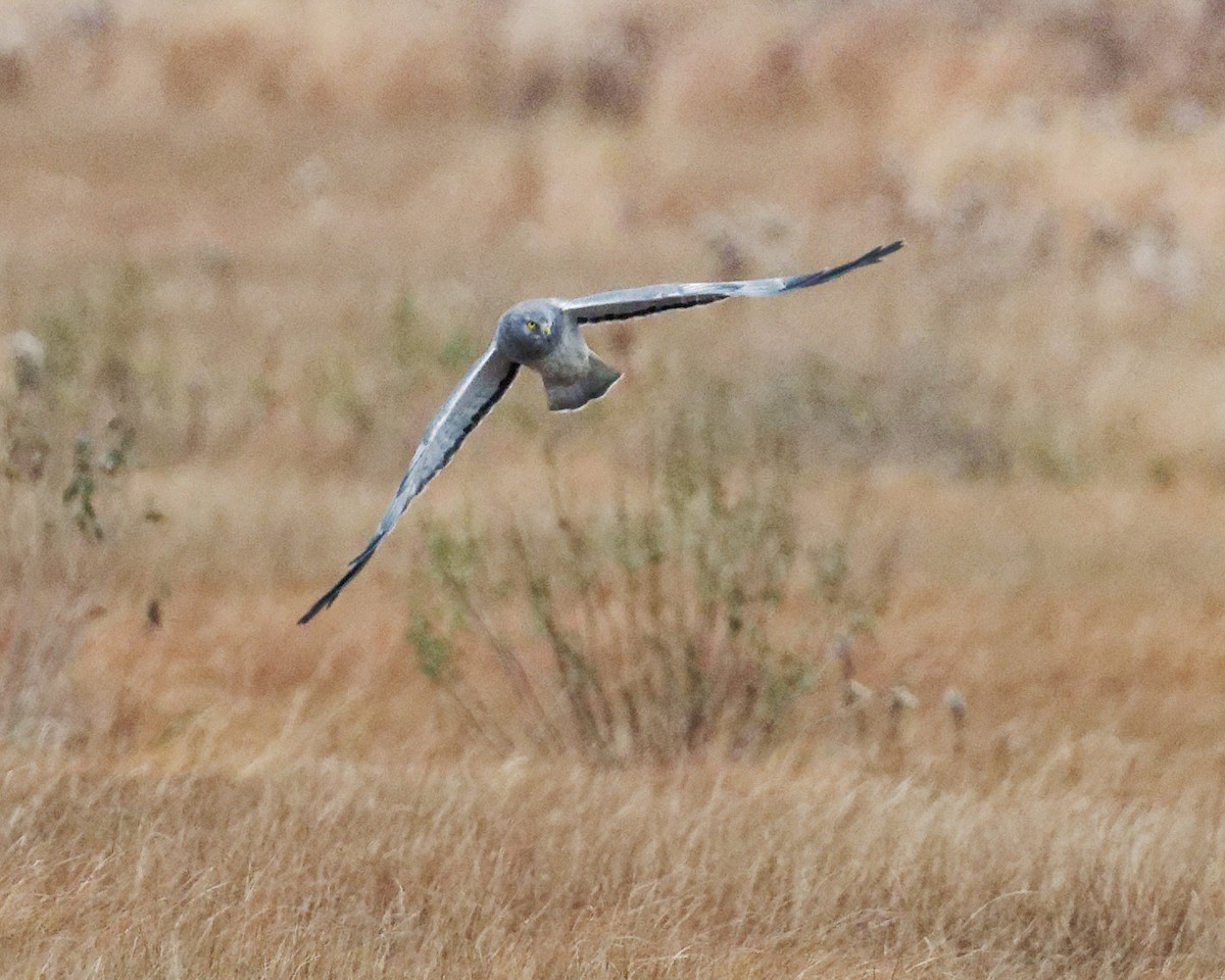 Northern Harrier - ML645650438
