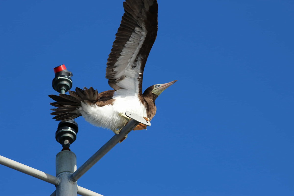 Cocos Booby - ML645650441