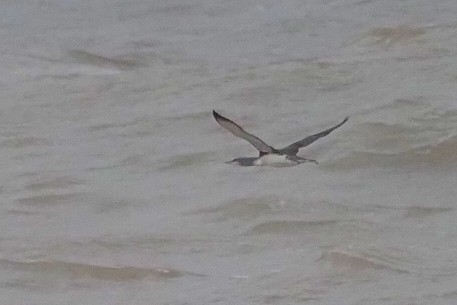 Red-throated Loon - ML645650442