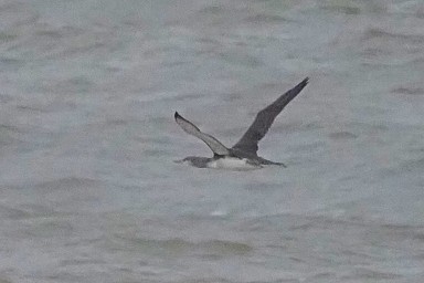 Red-throated Loon - ML645650443