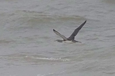 Red-throated Loon - ML645650444