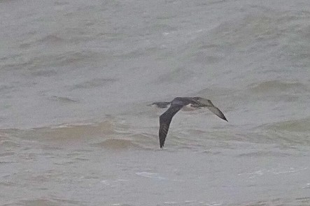 Red-throated Loon - ML645650445