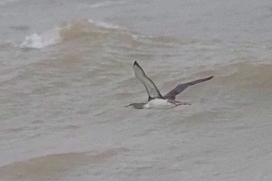 Red-throated Loon - ML645650446