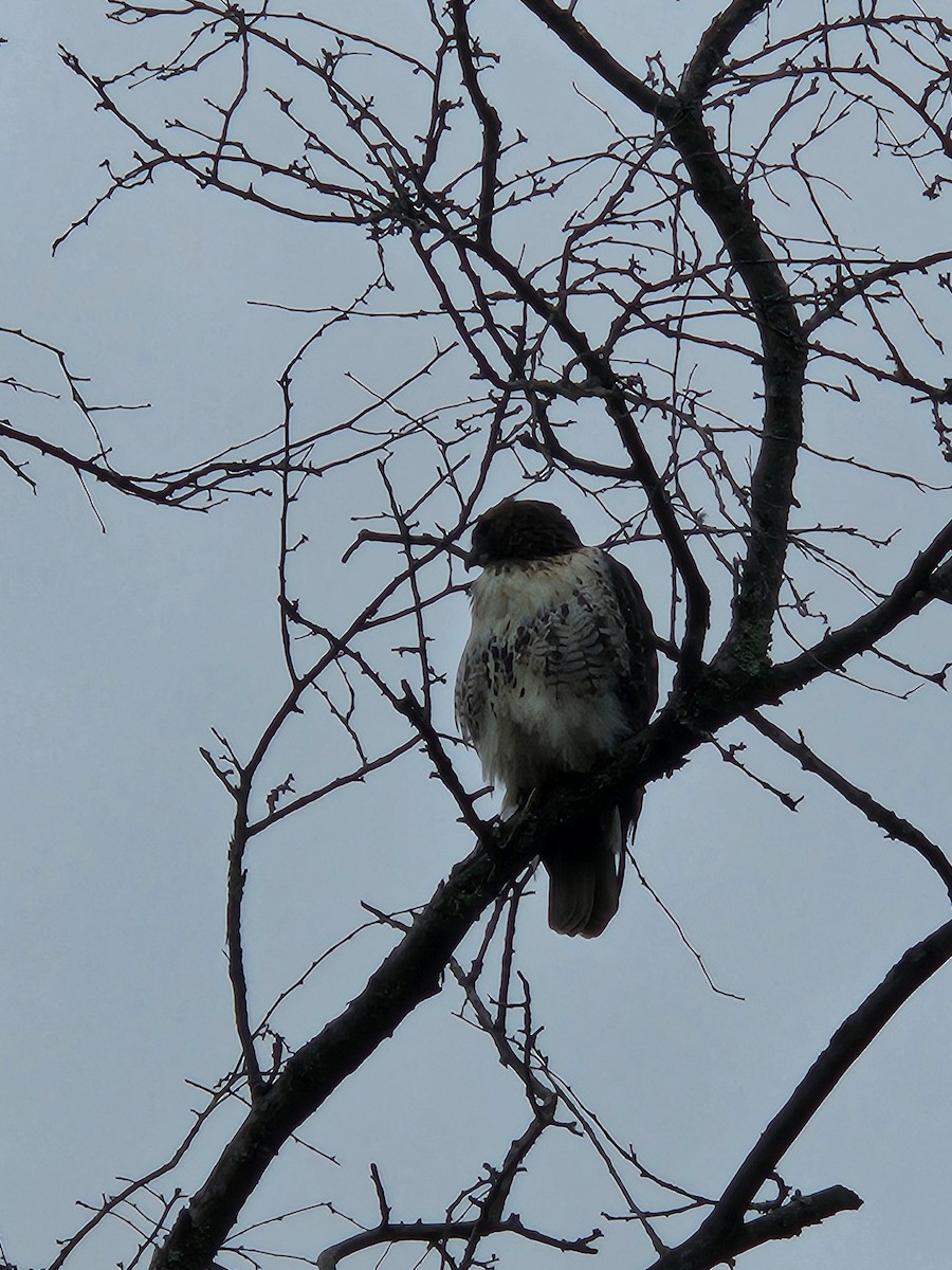 Red-tailed Hawk - ML645650448