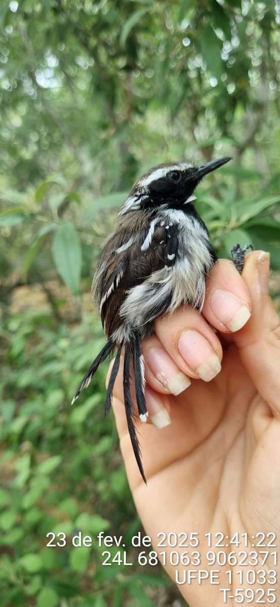 Black-bellied Antwren - ML645650452