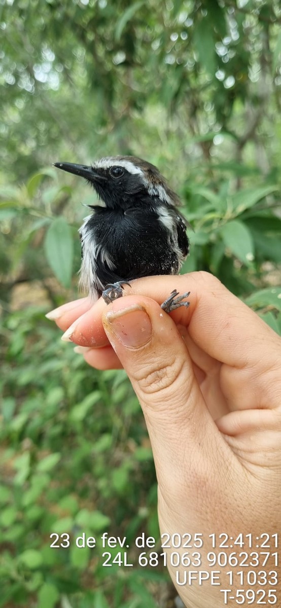 Black-bellied Antwren - ML645650453