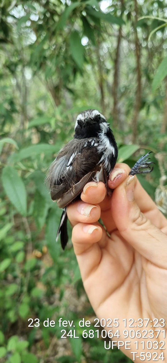 Black-bellied Antwren - ML645650454