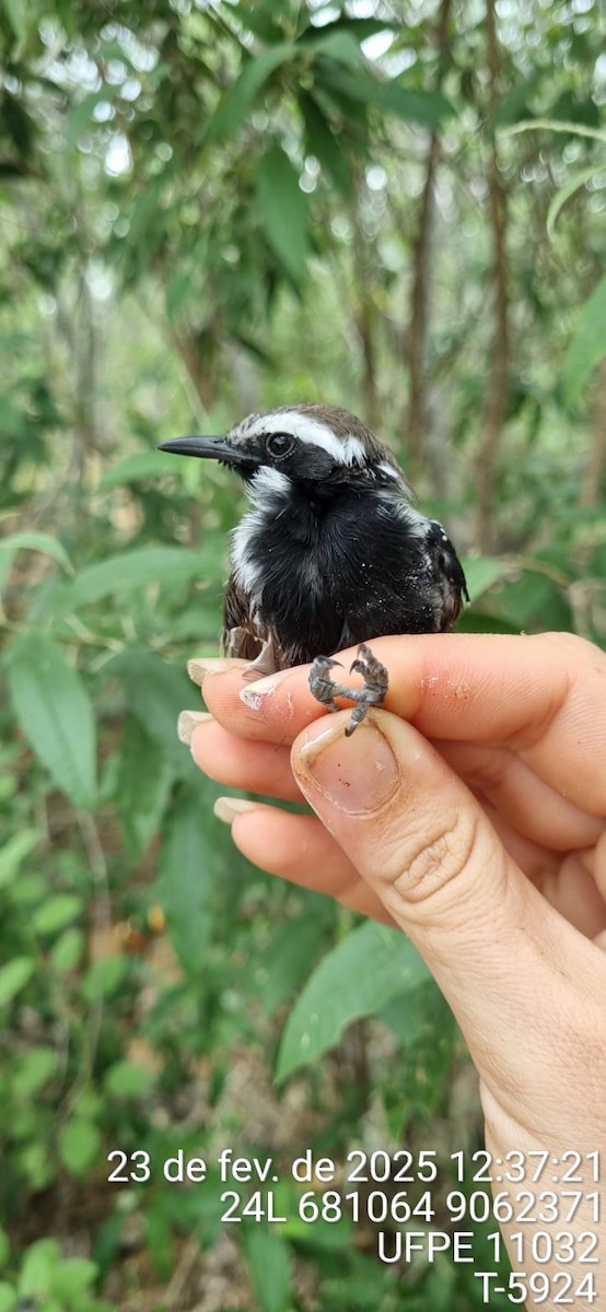 Black-bellied Antwren - ML645650455