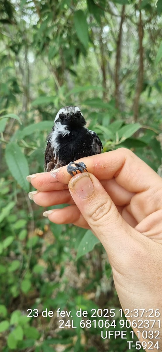 Black-bellied Antwren - ML645650456
