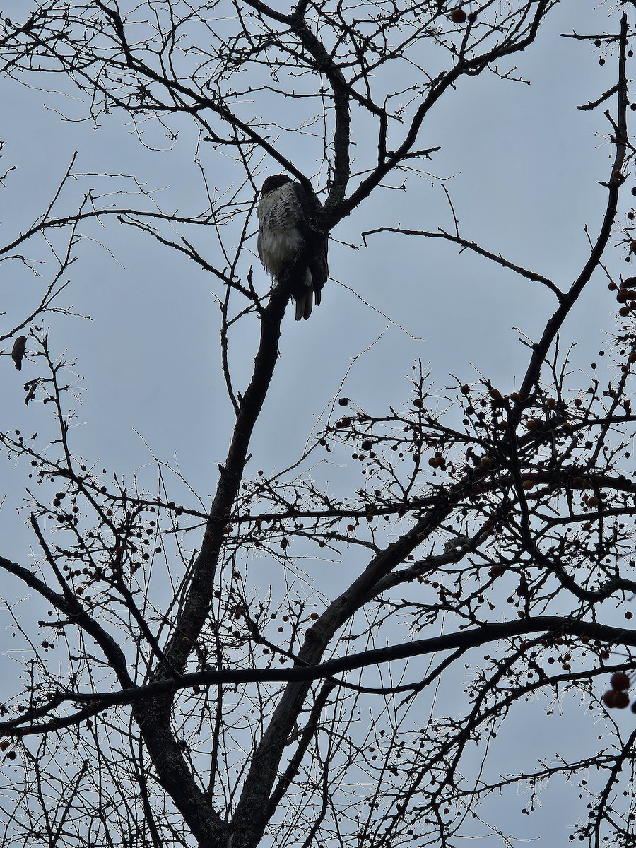 Red-tailed Hawk - ML645650457