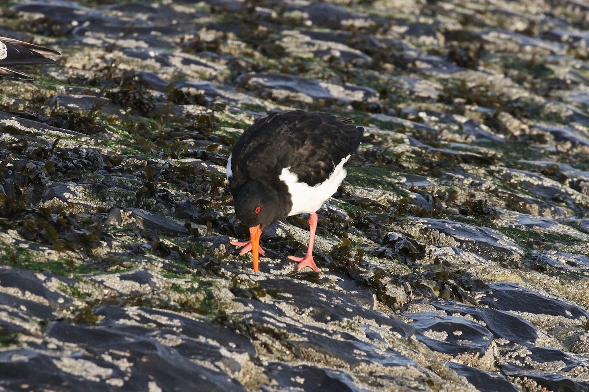 Eurasian Oystercatcher - ML645650458