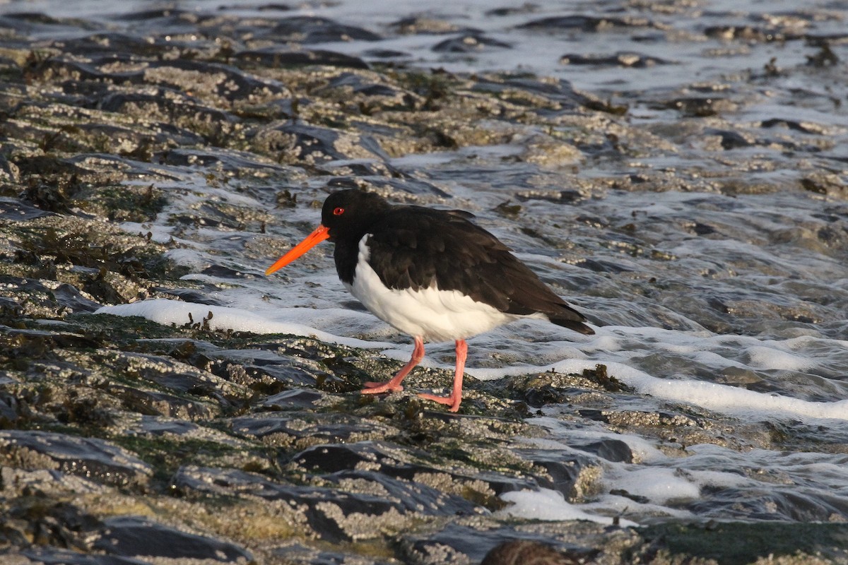 Eurasian Oystercatcher - ML645650459