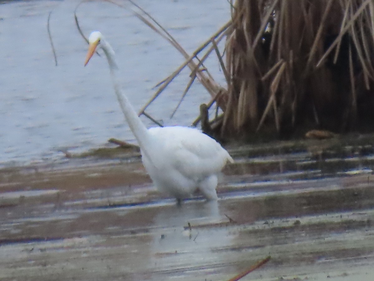 Great Egret - ML645650461