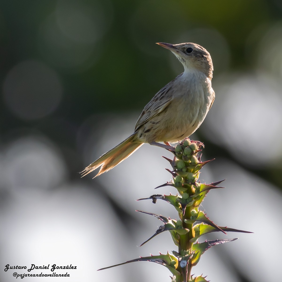 Hudson's Canastero - ML645650463