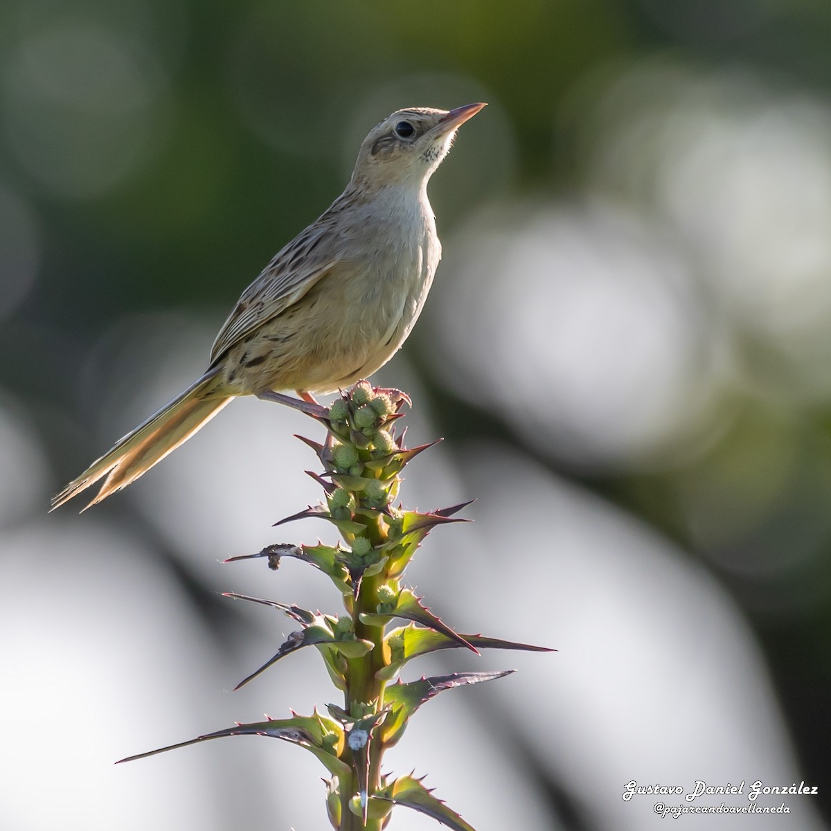 Hudson's Canastero - ML645650464