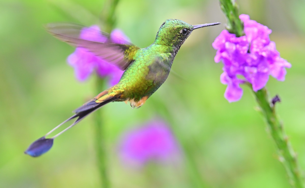 Peruvian Racket-tail - ML645650466