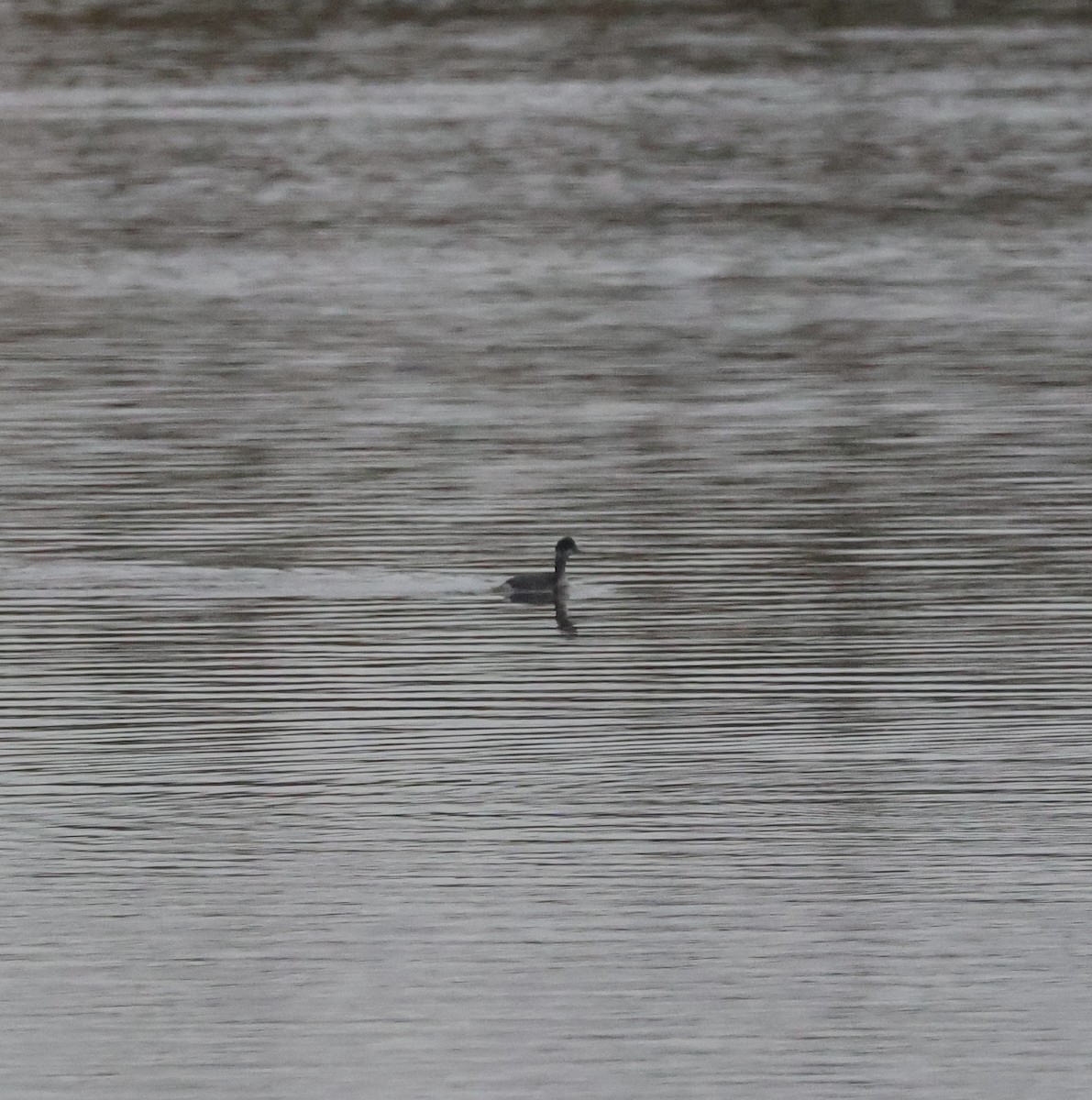 potápka černokrká - ML645650471