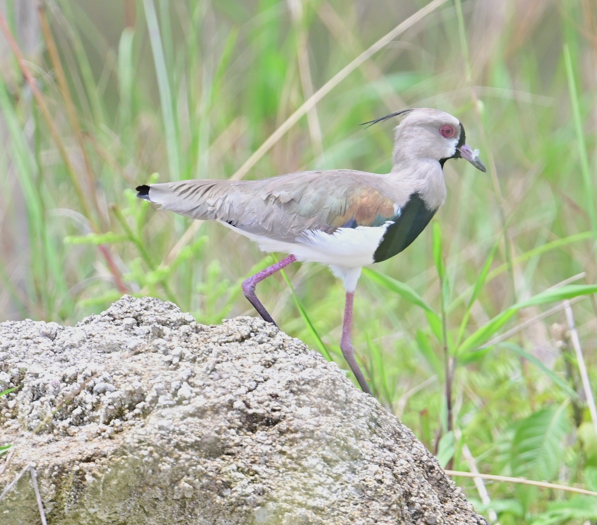 Southern Lapwing - ML645650472