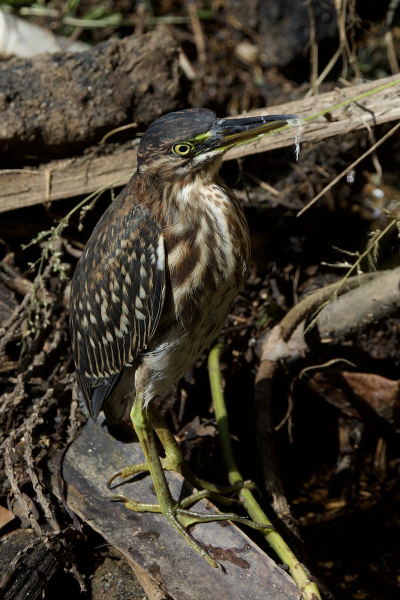 Green Heron - ML645650474