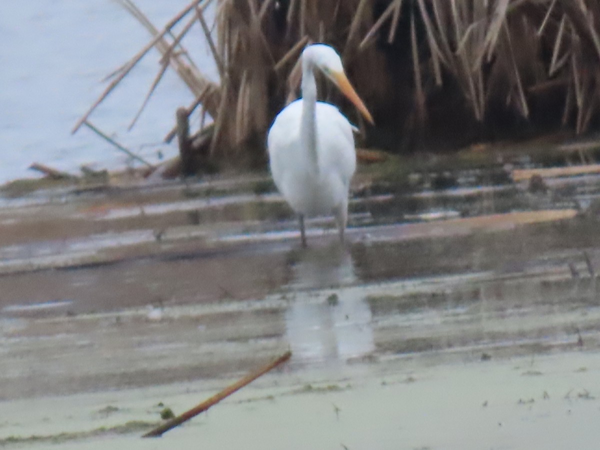 Great Egret - ML645650478