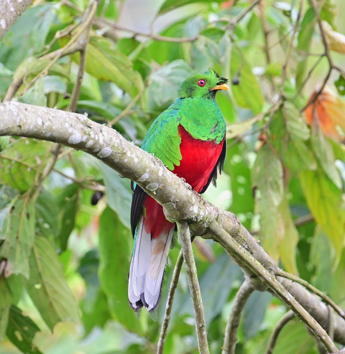 Crested Quetzal - ML645650482