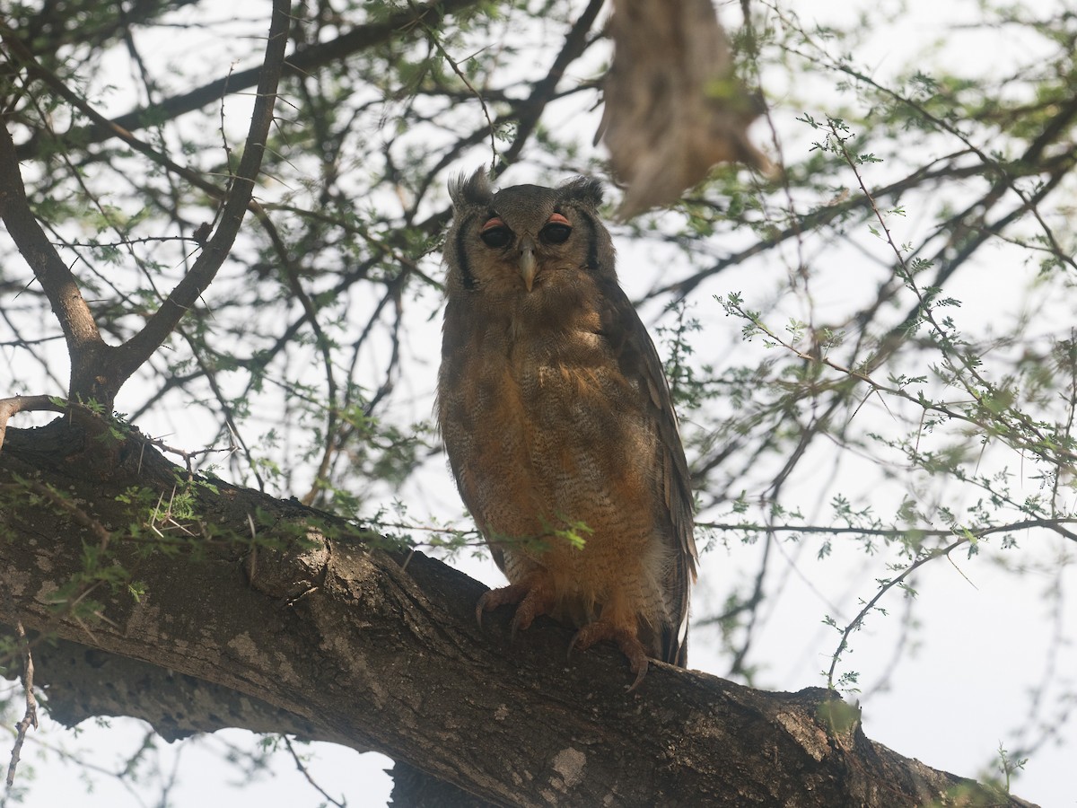 Verreaux's Eagle-Owl - ML645650483