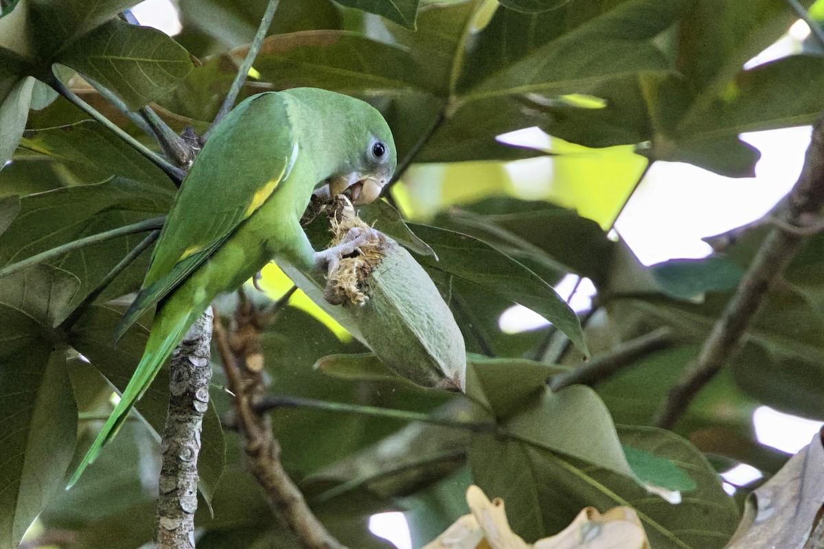 White-winged Parakeet - ML645650485