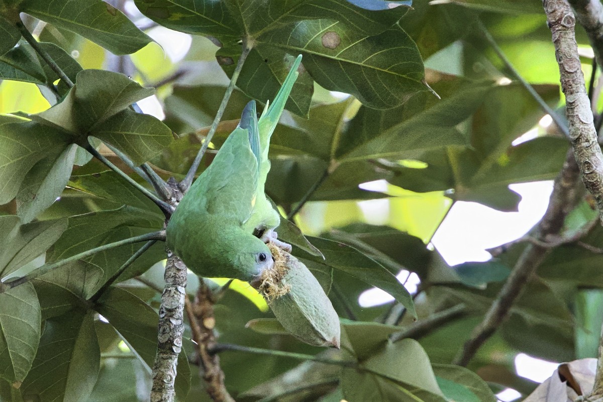 White-winged Parakeet - ML645650487