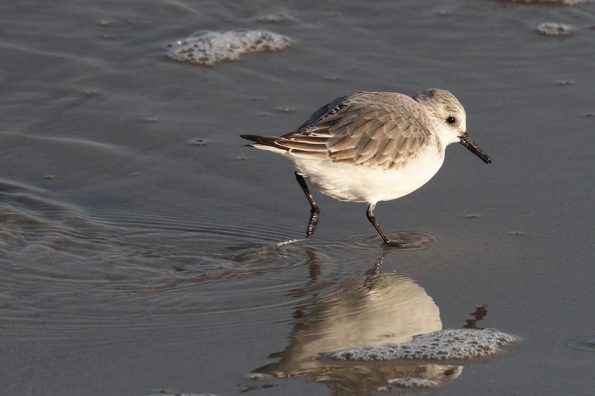 Sanderling - ML645650488