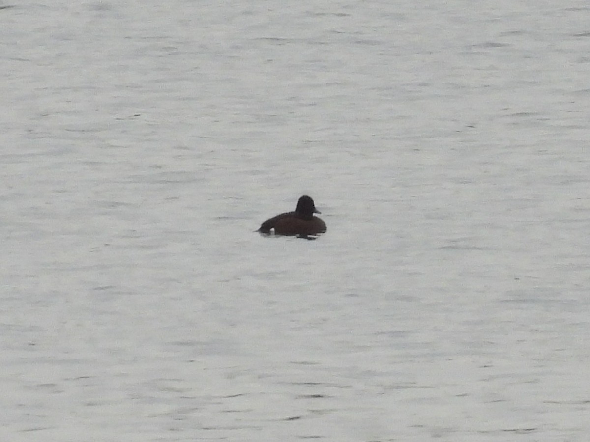 Ferruginous Duck - ML645650490