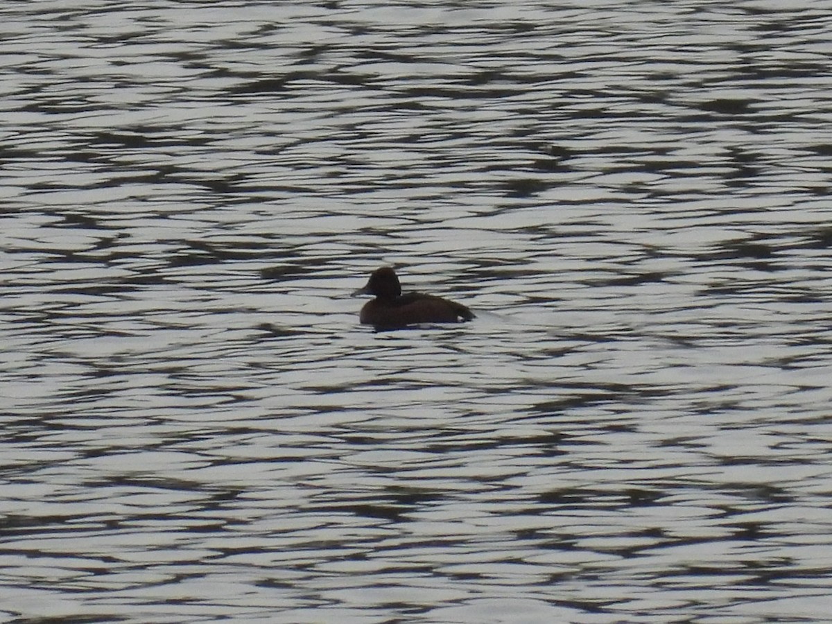 Ferruginous Duck - ML645650491