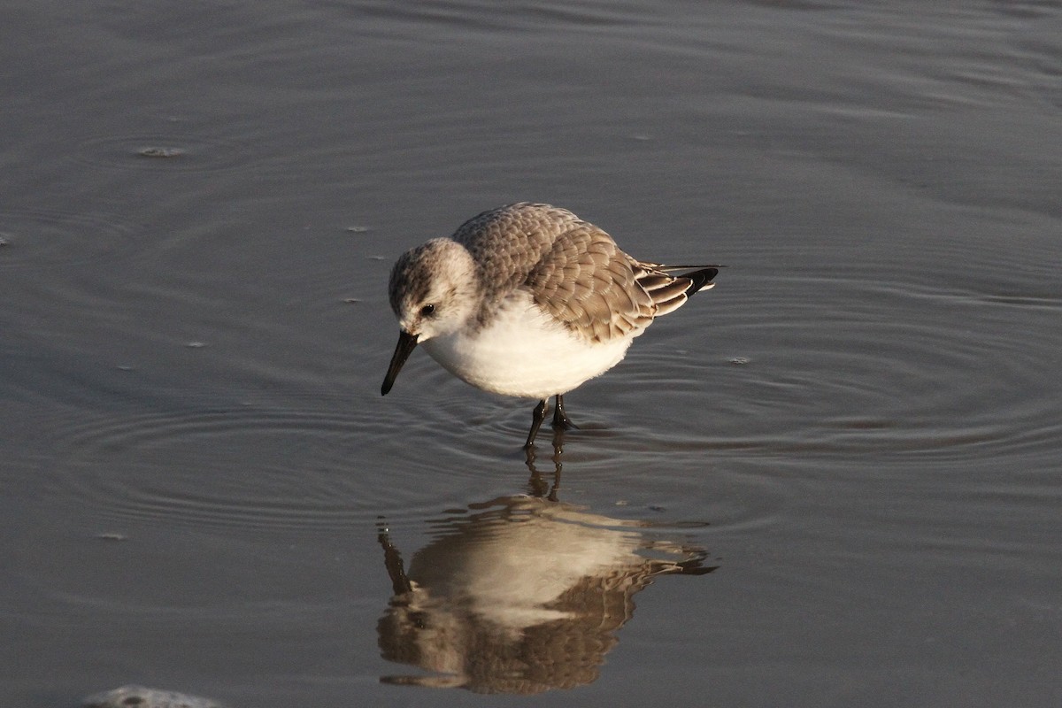 Sanderling - ML645650492