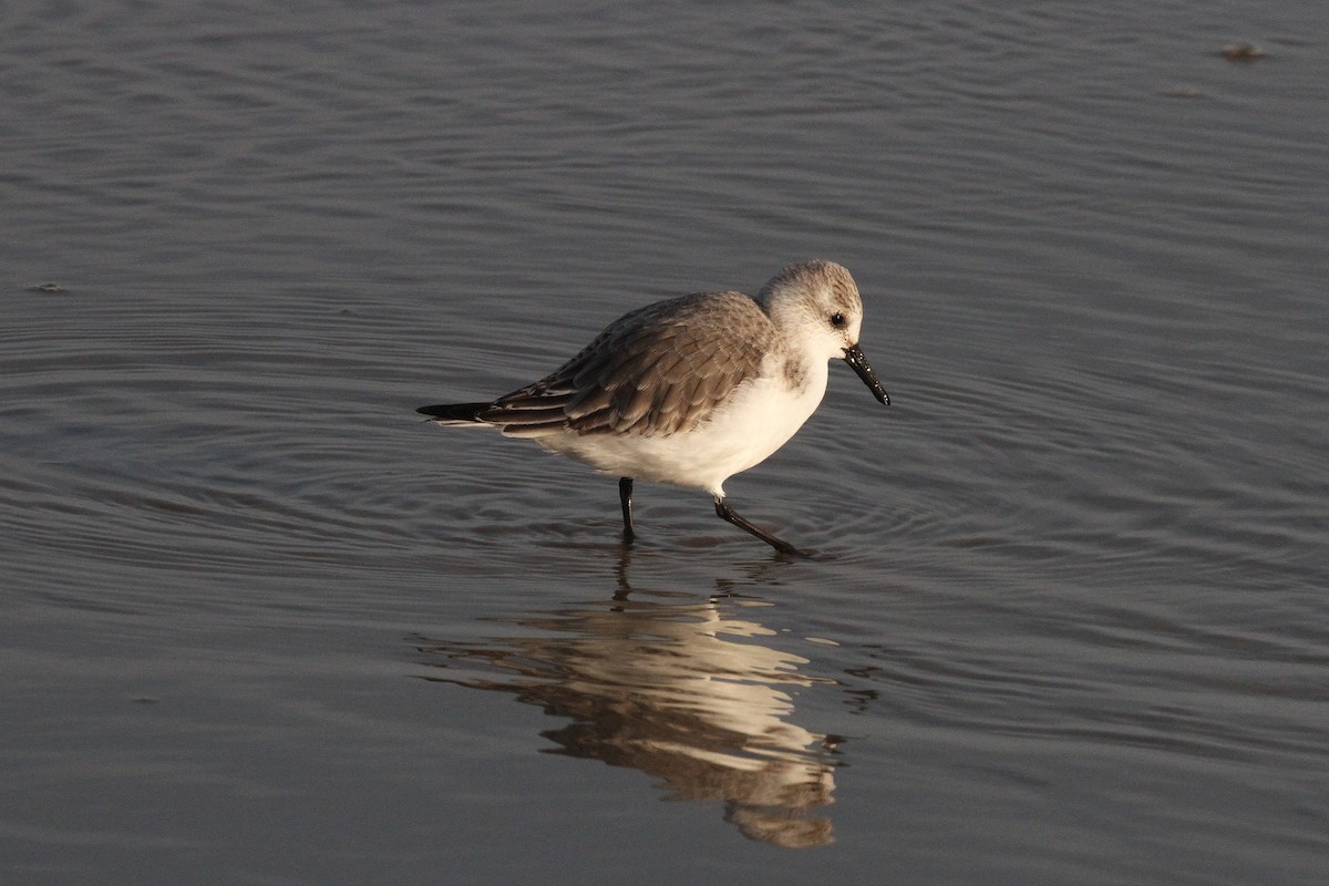 Sanderling - ML645650493