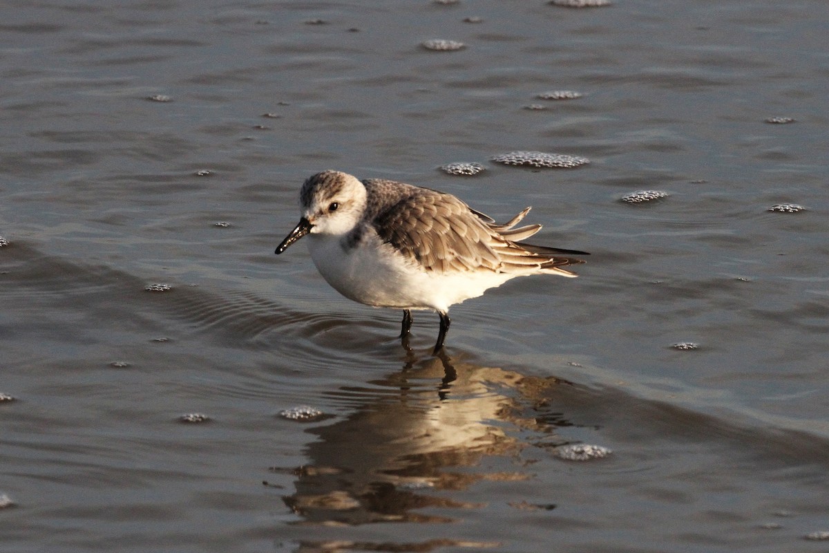 Sanderling - ML645650494