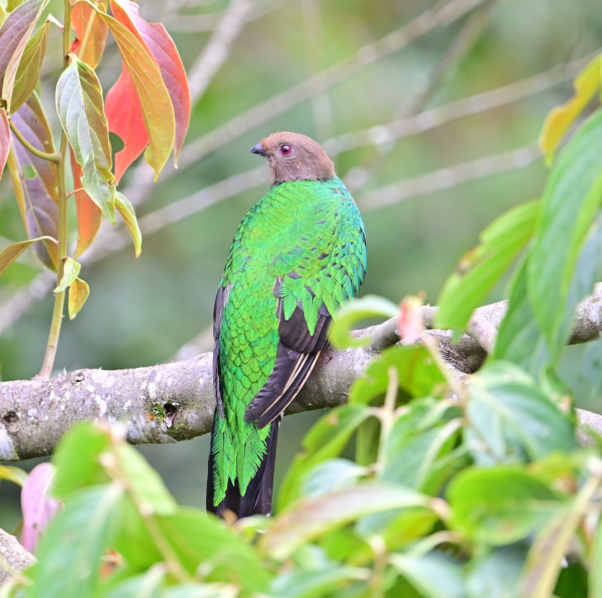 Crested Quetzal - ML645650496