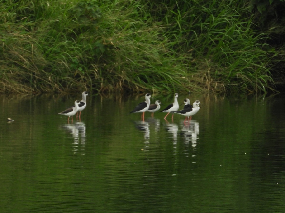 Zankaluze eurasiarra - ML645650498