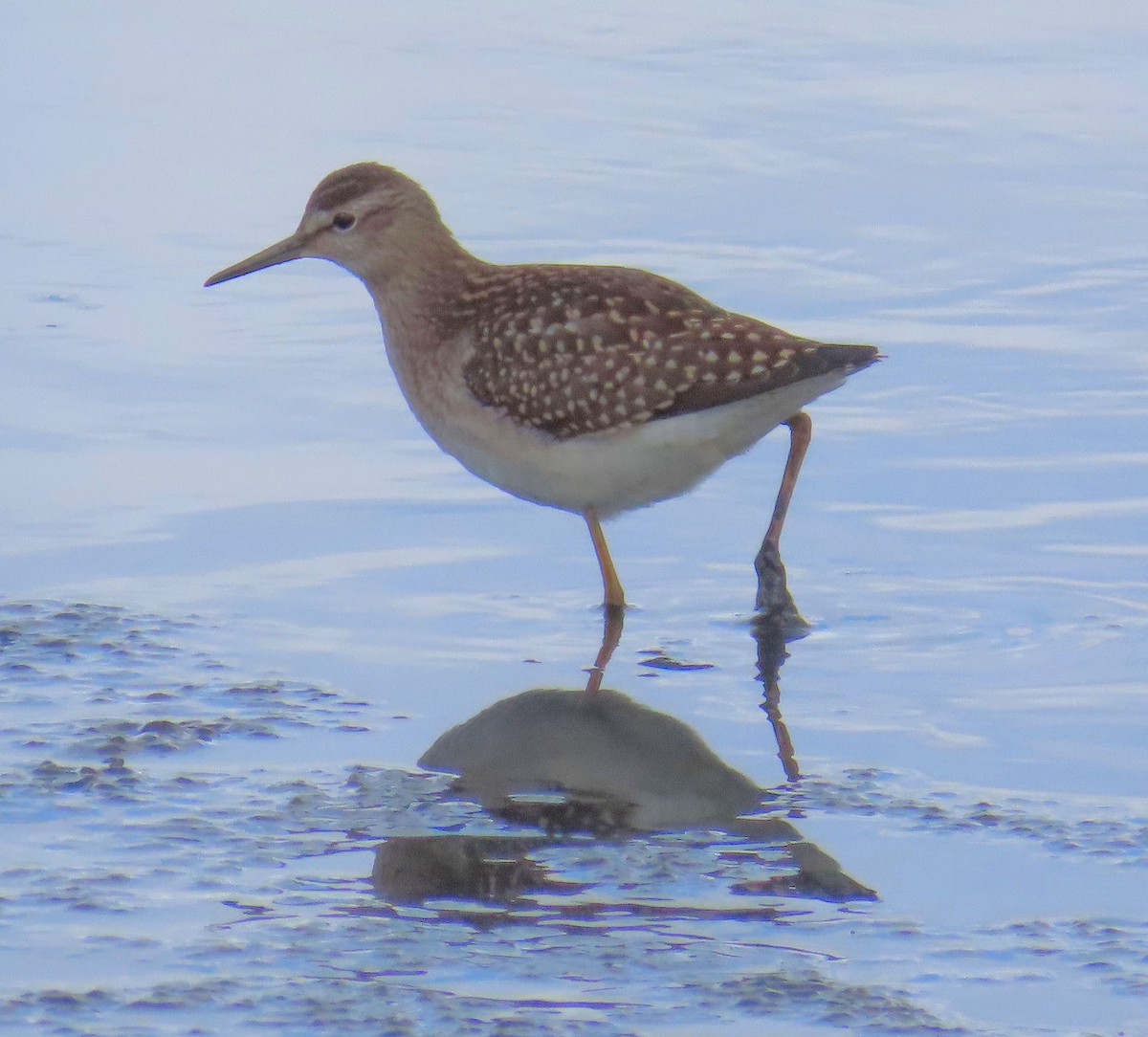 vodouš bahenní - ML645650501