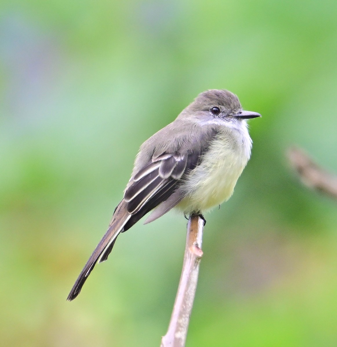 Pale-edged Flycatcher - ML645650504