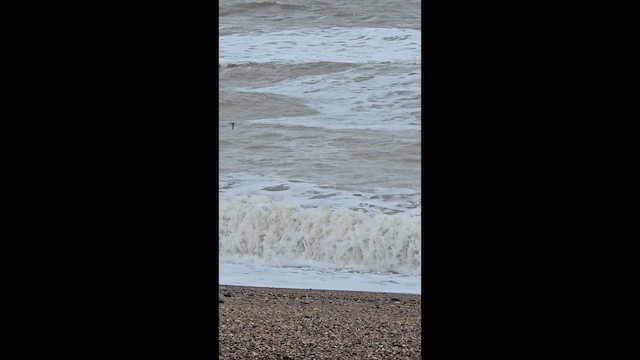 Red Phalarope - ML645650505