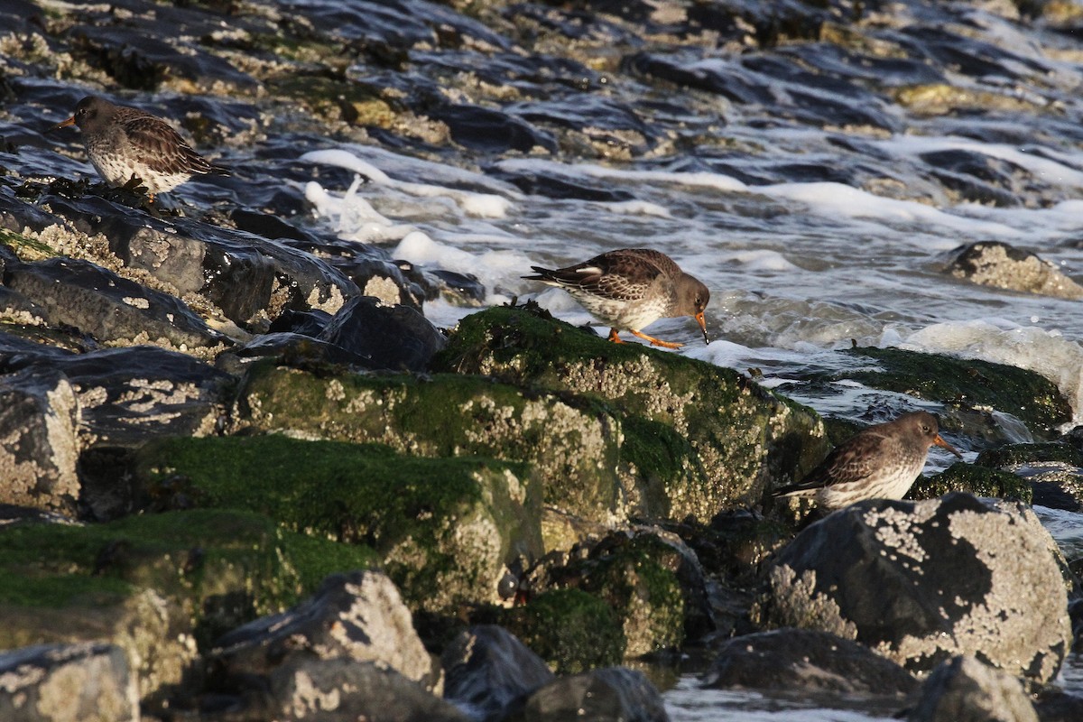 Purple Sandpiper - ML645650506