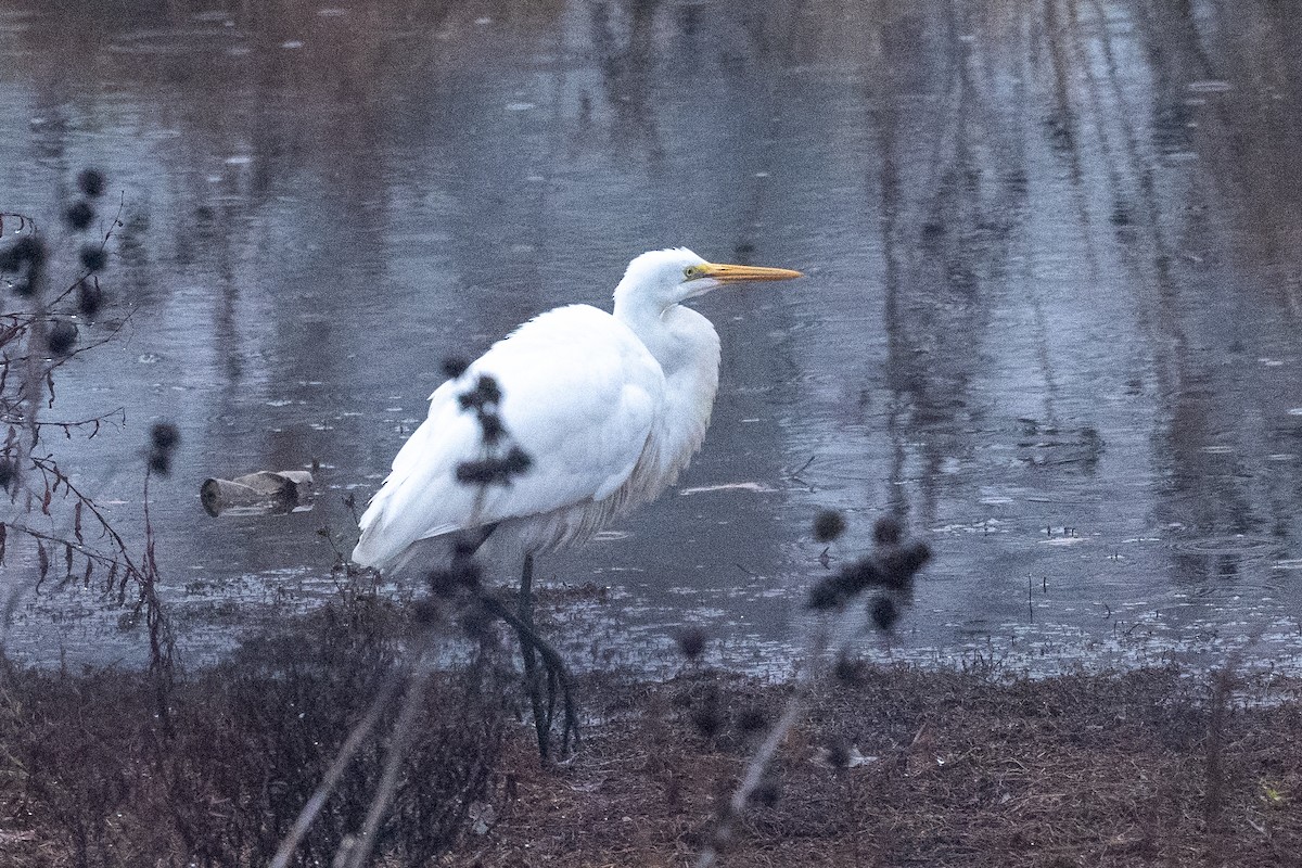 Great Egret - ML645650507