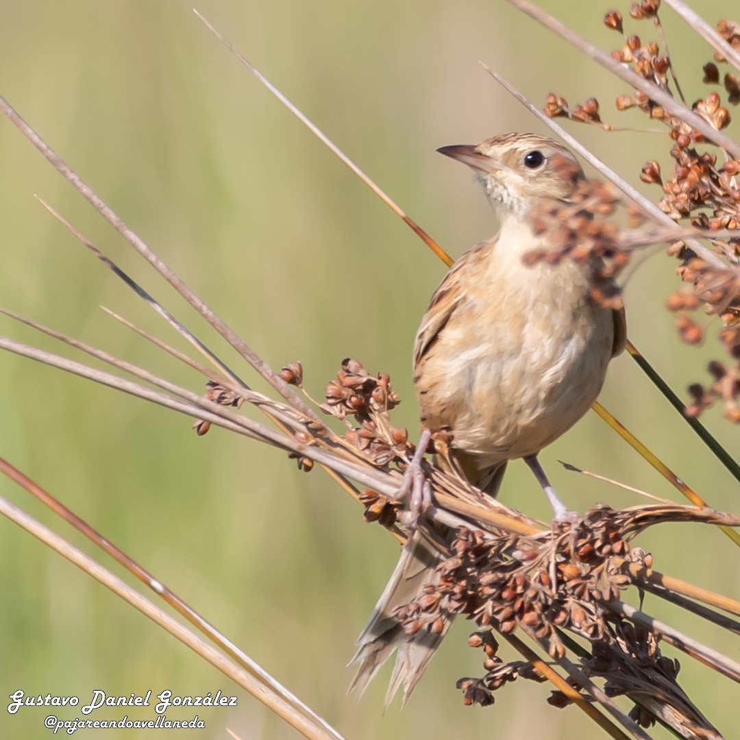 Hudson's Canastero - ML645650508