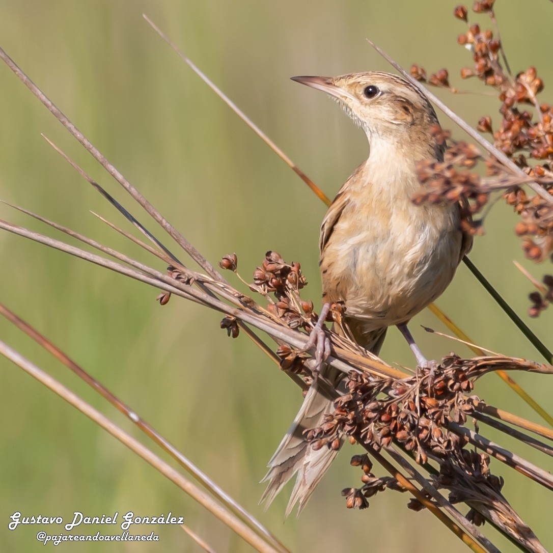 Hudson's Canastero - ML645650509