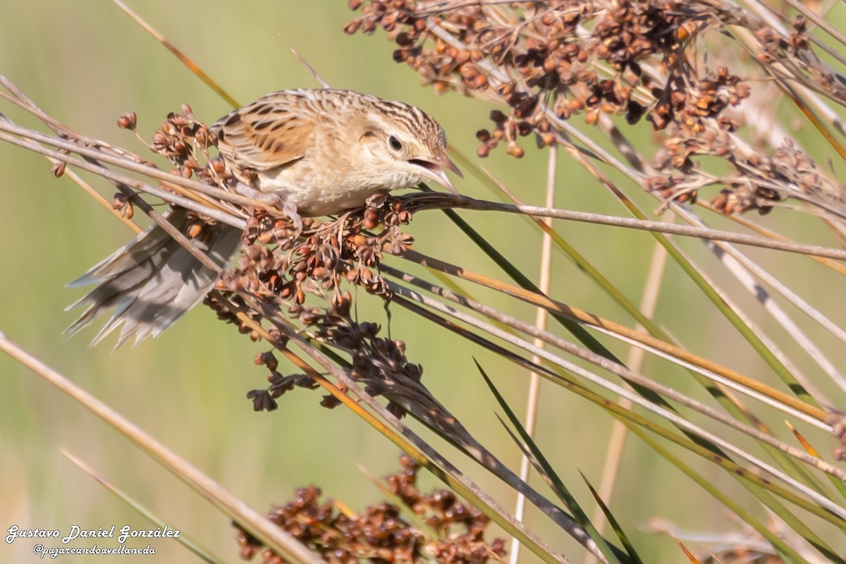 Hudson's Canastero - ML645650510