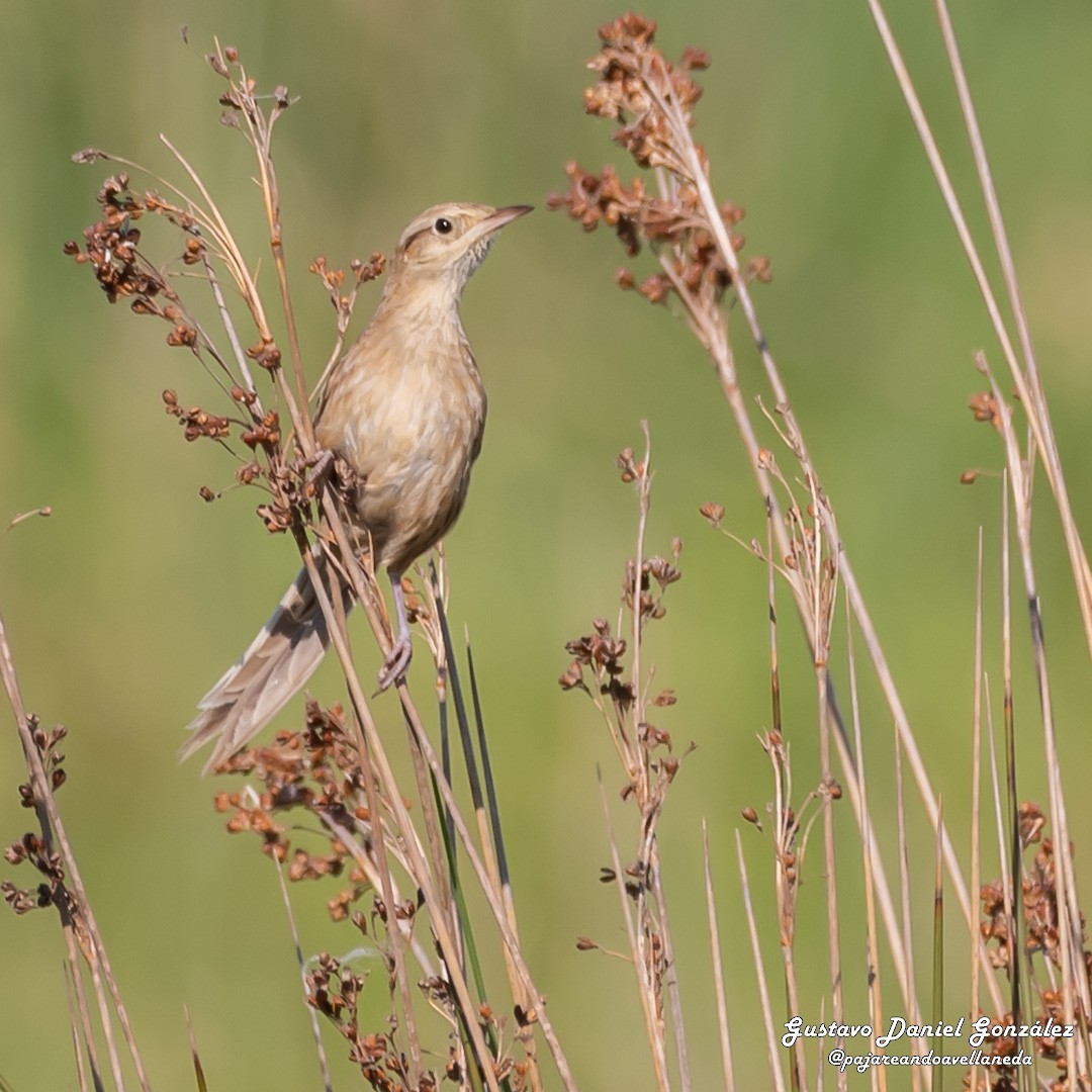 Hudson's Canastero - ML645650511