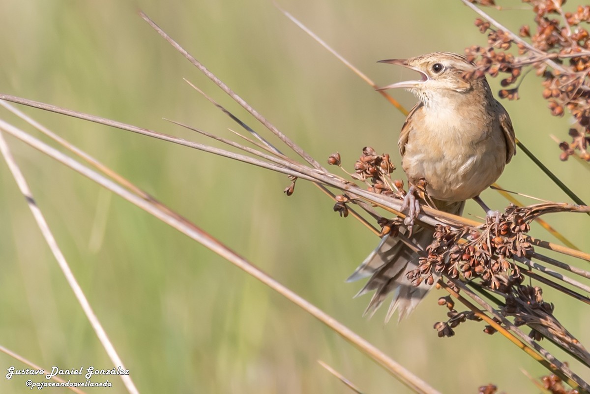 Hudson's Canastero - ML645650512